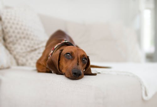 成人布朗腊肠犬 · 免费素材图片