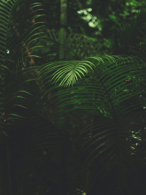 绿色蕨类植物的浅焦点摄影 · 免费素材图片