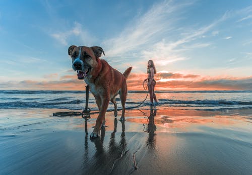女人穿着比基尼在日落时分与成人的棕色和白色拳击手狗在沙滩上散步 · 免费素材图片
