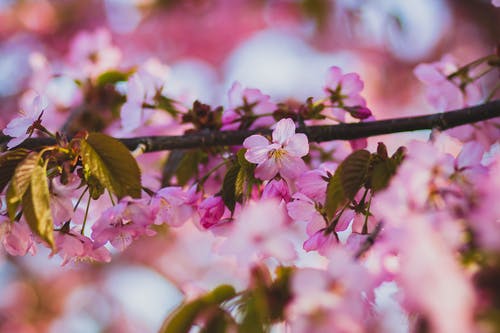 浅焦点的紫色和白色的花朵 · 免费素材图片