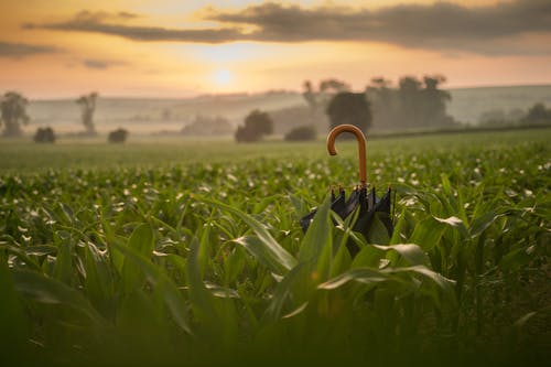黄金时段在玉米田上的黑伞 · 免费素材图片
