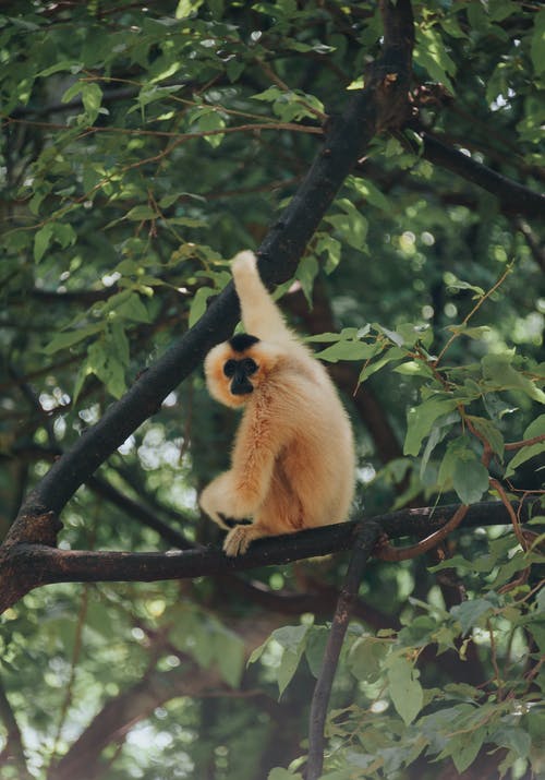 布朗灵长类动物坐在树枝上 · 免费素材图片