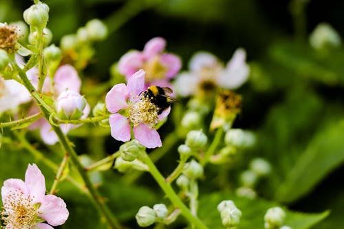 黑色和棕色蜜蜂在粉红色的花选择性聚焦摄影 · 免费素材图片