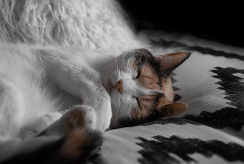 短毛白色和棕色猫躺在灰色和黑色的床单上 · 免费素材图片