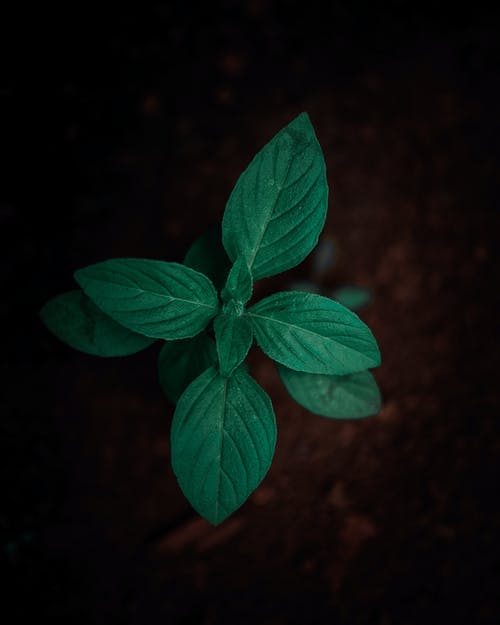 绿叶植物的浅焦点摄影 · 免费素材图片