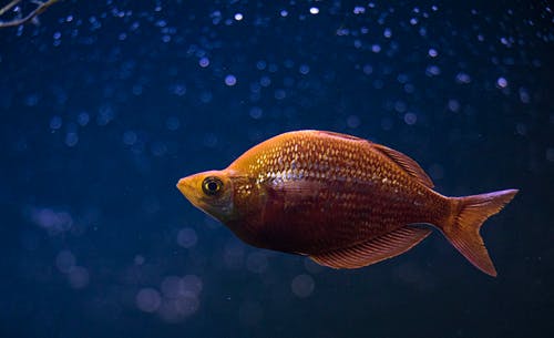 蓝色水中间的橙色丽鱼科鱼 · 免费素材图片