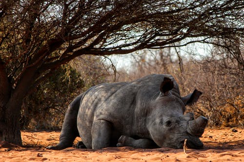 犀牛躺在树附近的地面上 · 免费素材图片