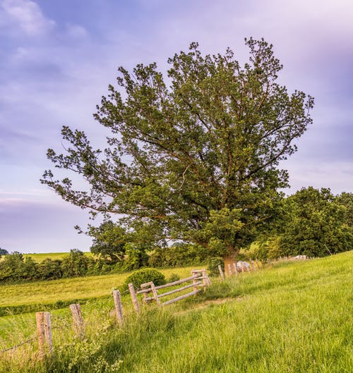 绿叶的树 · 免费素材图片
