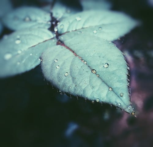 绿叶与水滴的焦点摄影 · 免费素材图片