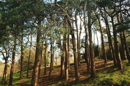 有关增长, 天性, 山丘的免费素材图片