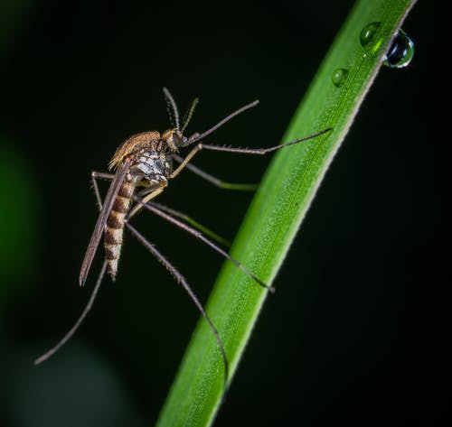 绿色茎微距摄影上的棕色和黑色蚊子 · 免费素材图片