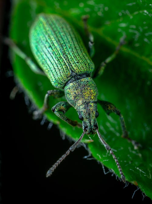 水泡甲虫的选择性聚焦摄影 · 免费素材图片