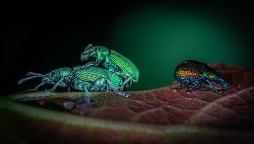 三种颜色的甲虫 · 免费素材图片