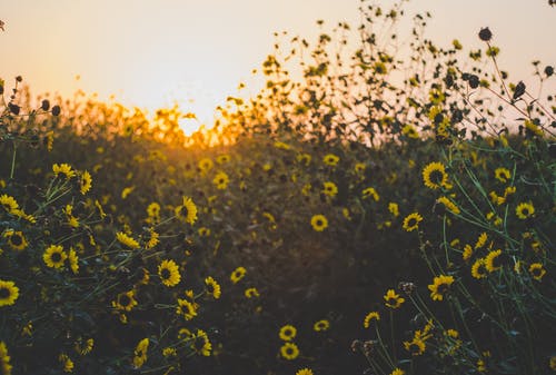 黄色雏菊花场 · 免费素材图片