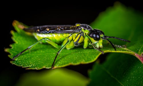 绿叶上栖息的绿色和黑色翅昆虫的选择性聚焦摄影 · 免费素材图片