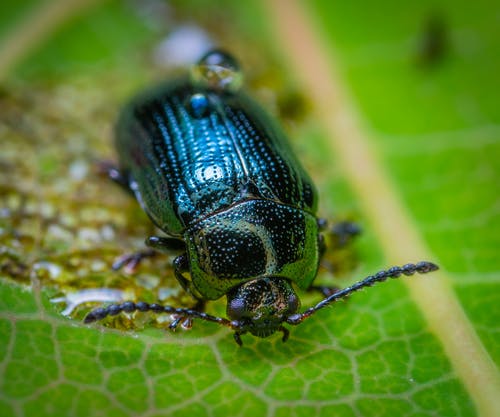 叶子上的绿色和黑色地面甲虫 · 免费素材图片