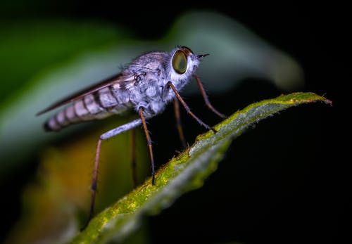 布朗robberfly栖息在绿叶微距摄影 · 免费素材图片