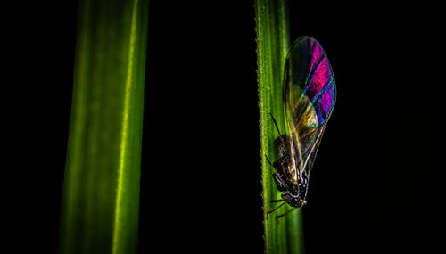 黑色，粉色和绿色的蝉选择性聚焦摄影栖息在叶子的侧面 · 免费素材图片