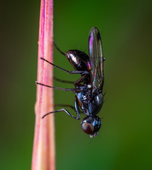 粉红色的茎上的黑色bottlefly · 免费素材图片