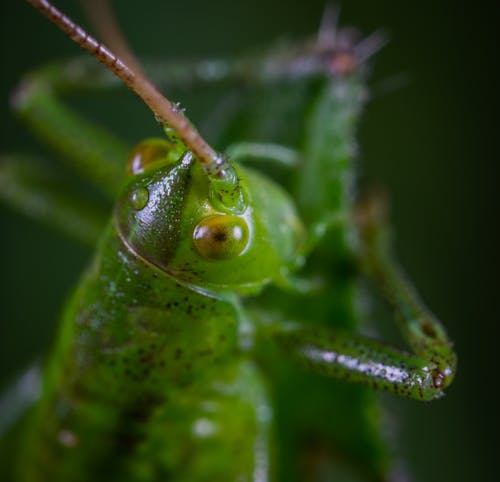 绿色蚱hopper的微距摄影 · 免费素材图片