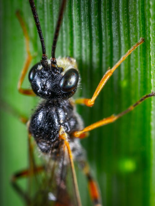 棕色昆虫在微距拍摄 · 免费素材图片