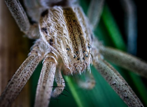 栖息在绿叶上的灰色蜘蛛的宏观摄影 · 免费素材图片