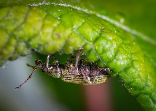 绿叶宏观摄影上的绿色和黄色甲虫 · 免费素材图片