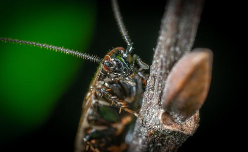 布朗翅昆虫的宏观照片 · 免费素材图片