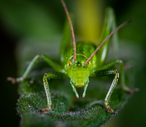 叶绿色蚱hopper的微距照片 · 免费素材图片