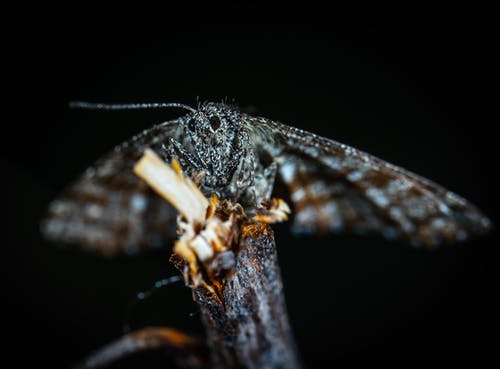 昆虫的选择性聚焦摄影 · 免费素材图片