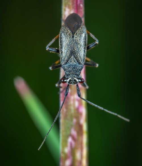 黑甲虫的微距摄影 · 免费素材图片