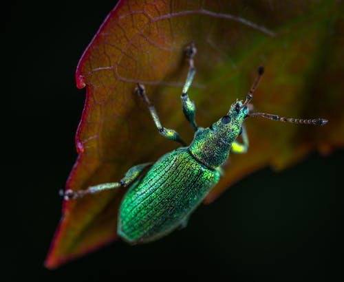 绿色铅象鼻摄影上的绿色金属象鼻虫 · 免费素材图片