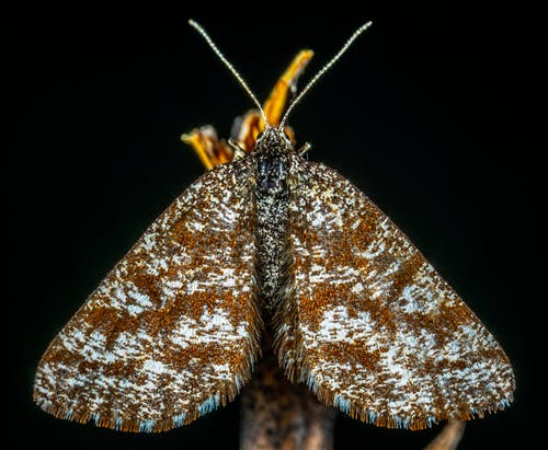 棕色和灰色飞蛾的宏观摄影 · 免费素材图片