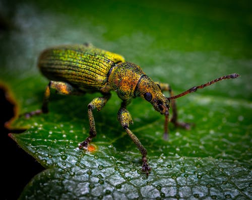 栖息在绿叶上的绿色，棕色和黄色象鼻虫 · 免费素材图片