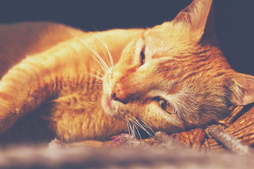 橙色虎斑猫躺 · 免费素材图片