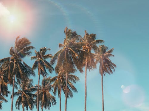 棕榈树 · 免费素材图片