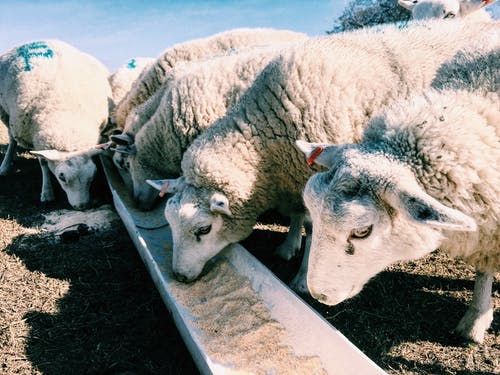 羊群吃食物 · 免费素材图片