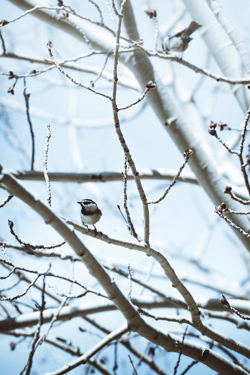 鸟栖息在树枝上的照片 · 免费素材图片