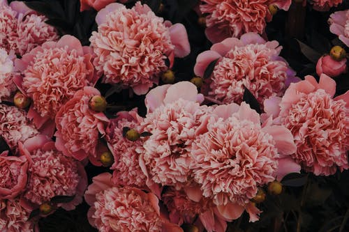 粉色康乃馨 · 免费素材图片