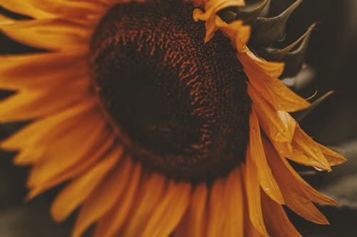 向日葵盛开的特写照片 · 免费素材图片
