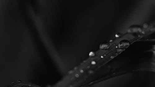 叶上的水滴的单色照片 · 免费素材图片