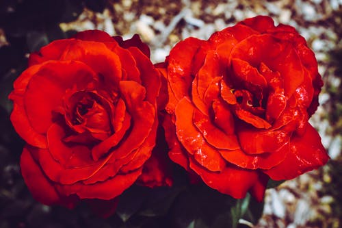 两朵红色的花 · 免费素材图片