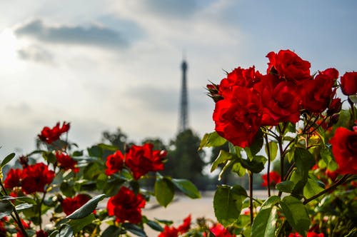 红色花朵摄影 · 免费素材图片