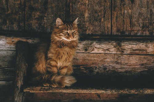 棕色波斯猫在梯子上的照片 · 免费素材图片