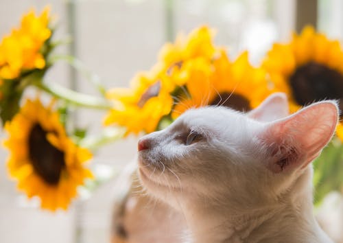 白猫和黄色的向日葵 · 免费素材图片