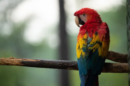 红色，蓝色和黄色的鹦鹉，在树枝上的照片 · 免费素材图片