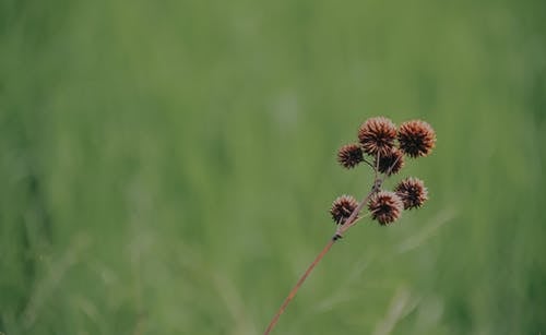 棕色花瓣花瓣 · 免费素材图片