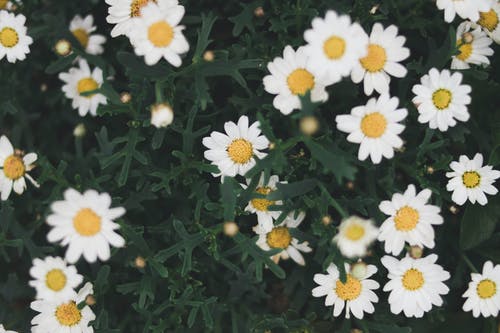 有关微妙, 植物的, 植物群的免费素材图片