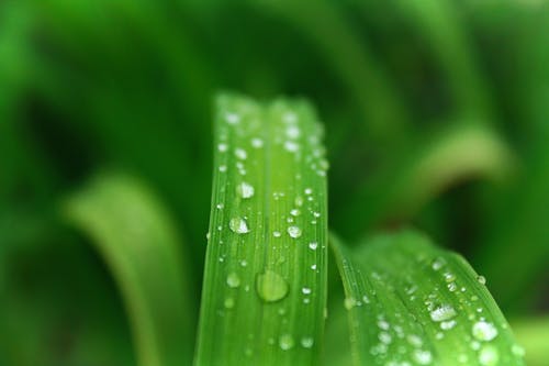 绿叶植物与水露的特写照片 · 免费素材图片