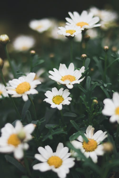 雏菊花的浅焦点照片 · 免费素材图片
